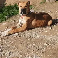 واگذاری توله قرمز خراسانی