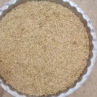 جو درجه یک