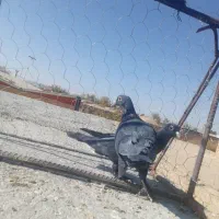 دوعدده کبوتر جونگ|پرنده|یزدان شهر, |دیوار