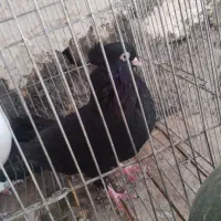 زاغ ابادانی معاوضه|پرنده|قم, کاسه گران|دیوار