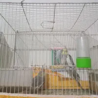 عروس هلندی