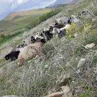 بزغاله برای قربانی