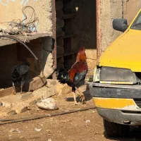 خروس دورگ لاری|حیوانات مزرعه|الوند, |دیوار