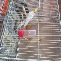 سلام و عرض ادب|پرنده|مشهد, ادیب نیشابوری (شهرک غرب)|دیوار