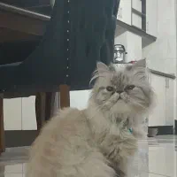 گربه پرشین|گربه|رودهن, |دیوار