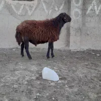 قوچ همو قزل افشار ۲ ساله|حیوانات مزرعه|زنجان, |دیوار