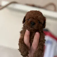 تاینی پودل|سگ|تهران, نیاوران|دیوار