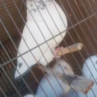 کبوتر سفید ملغی