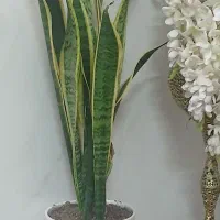 گل سانسووریا