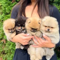 توله سگ پامر / پامرانین پرتقالی