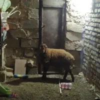 یک بره ماده