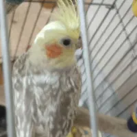 عروس هلندی مولد|پرنده|شهریار, اسد‌آباد|دیوار