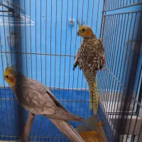 عروس هلندی نر و ماده|پرنده|مشهد, عبادی|دیوار