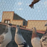 کبوتر پرنده|پرنده|قزوین, |دیوار