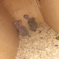 گرینچیک سرلاکی و کوتوله بالغ رنگ خاص|پرنده|بناب, |دیوار