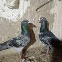 کفتر بوم آلمانی