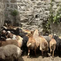 گوسفند حاج مرتضی جوان چربی اصلا ندارن