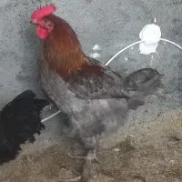 خروس بلو مارانس سنگین