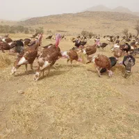 بوقلمون نر بورون و برنز|حیوانات مزرعه|خرمدره, |دیوار