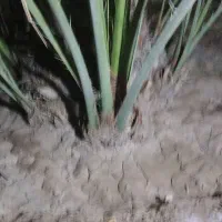 پاجوش نخل برحی