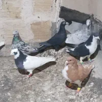 کبوتر پرشی|پرنده|شیراز, کوشک میدان|دیوار