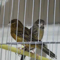 دو عدد قناری نر و ماده