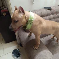فروش سگ پیت بول6 ماهه