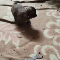 سگ پاکوتاه|سگ|گرگان, |دیوار