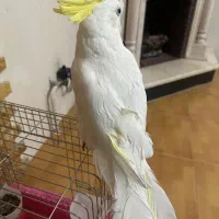 طوطی کاکادو سایز ۳