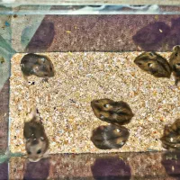 همستر مینیاتوری