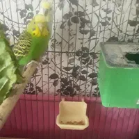 مرغ عشق.فنچ. مولد هفت تخم