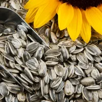 پخش عمده تخمه واجیل دکتر لبخند با برند کج کلا خان