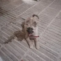 سگ پامریا اهلی