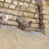 هفت‌رنگ .سفید دم سیاه