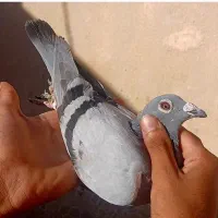 کبوتر نر ی وجب