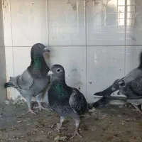 کفتر . پلاکی . مسافتی|پرنده|بهرمان, |دیوار