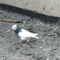 طوقی|پرنده|نیشابور, تیپ زرهی ۲۱  امام رضا (ع)|دیوار