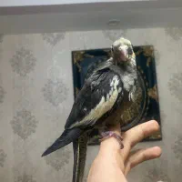 جوجه عروس (بالغ-جفت-ملنگو|پرنده|رشت, یخسازی|دیوار