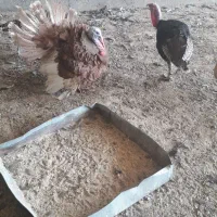 بوقلمون خونگی