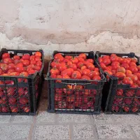 گوجه محلی|خوردنی و آشامیدنی|بجستان, |دیوار
