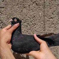 کبوتر نقش کلکسیونی