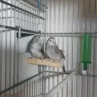 فنچ ستاره ای|پرنده|ری, تقی آباد|دیوار