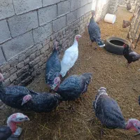 بوقلمون ماده