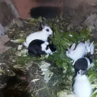 خرگوش یک ماهه