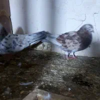 کبوتر پروازی زرد