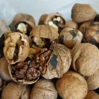 گردو محلی کوار|خوردنی و آشامیدنی|شیراز, آزادگان|دیوار