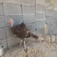 فروش یک عددبوقلمون ماده جوان و سرحال تخمگذار
