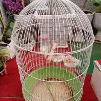 قفس|لوازم جانبی حیوانات|خرمآباد, |دیوار