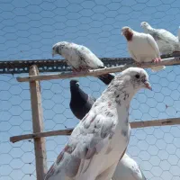 کبوتر نر تهرانی گرفته