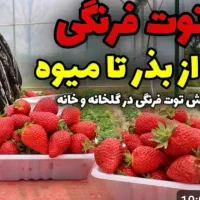 توت فرنگی و خیار و کاهو گلخانه ای